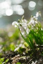 Sparkly snowdrop flower soft focus, perfect for postcard Royalty Free Stock Photo