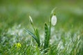 Sparkly snowdrop flower, very soft tiny focus, perfect for gift Royalty Free Stock Photo