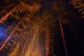 Sparks from a bonfire night in the woods flying in the sky. Fire in the woods under a starry sky, the trees illuminated Royalty Free Stock Photo