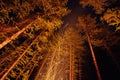 Sparks from a bonfire night in the woods flying in the sky. Fire in the woods under a starry sky, the trees illuminated Royalty Free Stock Photo