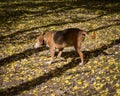 Sparky the Old Mountain Dog Walking on Yellow Leaves