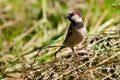 Sparrow Royalty Free Stock Photo