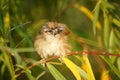 Sparrow Royalty Free Stock Photo