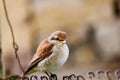 Sparrow (Passer montanus) Royalty Free Stock Photo