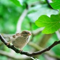 Sparrow Royalty Free Stock Photo
