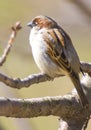 House Sparrow Royalty Free Stock Photo