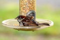 Sparrow Royalty Free Stock Photo