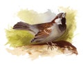 Sparrow