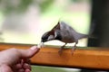 Sparrow Royalty Free Stock Photo