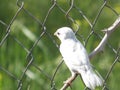 Sparrow-albino Royalty Free Stock Photo