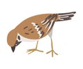 Sparrow as Brown and Grey Small Passerine Bird with Short Tail Pecking Vector Illustration