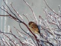 Sparrow on the background of snow-covered branches of wild rose