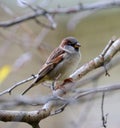 Sparrow on a bare branch of an autumn tree Royalty Free Stock Photo