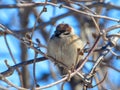 A sparrow on a bare branch of a tree Royalty Free Stock Photo