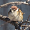 A sparrow on a bare branch of a tree Royalty Free Stock Photo