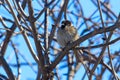 A sparrow on a bare branch of a tree Royalty Free Stock Photo