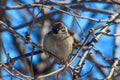 A sparrow on a bare branch of a tree Royalty Free Stock Photo