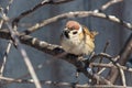 A sparrow on a bare branch of a tree Royalty Free Stock Photo