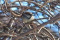 A sparrow on a bare branch of a tree Royalty Free Stock Photo