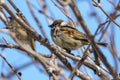 A sparrow on a bare branch of a tree Royalty Free Stock Photo