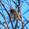 A sparrow on a bare branch of a tree Royalty Free Stock Photo
