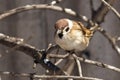 A sparrow on a bare branch of a tree Royalty Free Stock Photo