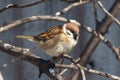 A sparrow on a bare branch of a tree Royalty Free Stock Photo