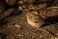 Sparrow basking in the sun Royalty Free Stock Photo
