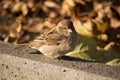 Sparrow basking in the sun Royalty Free Stock Photo