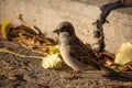 Sparrow basking in the sun Royalty Free Stock Photo
