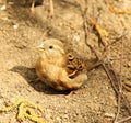 Sparrow bathes in the sand