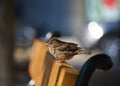 Sparrow on bench
