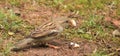 Sparrow- Big bread Royalty Free Stock Photo