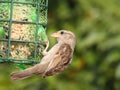 Sparrow bird Royalty Free Stock Photo