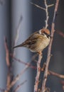 Sparrow bird on apricot tree in winter sunny day Royalty Free Stock Photo