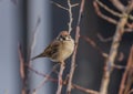 Sparrow bird on apricot tree in winter sunny day Royalty Free Stock Photo