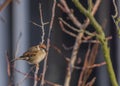 Sparrow bird on apricot tree in winter sunny day Royalty Free Stock Photo