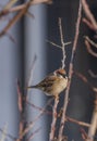 Sparrow bird on apricot tree in winter sunny day Royalty Free Stock Photo