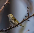 Sparrow bird on apricot tree in winter sunny day Royalty Free Stock Photo