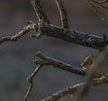 Sparrow bird on apricot tree in winter sunny day Royalty Free Stock Photo