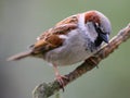 Sparrow bird Royalty Free Stock Photo