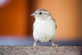 Sparrow bird close portrait. Sparrow songbird family Passeridae sitting perching and singing on wooden board close up Royalty Free Stock Photo