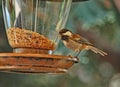 Chestnut-backed chickadee on Bird Feeder