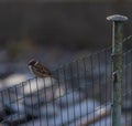 Sparrow bird on fence tree in winter sunny day Royalty Free Stock Photo