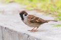 Sparrow bird on a floor