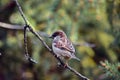 Sparrow bird in forest sits on a branch.