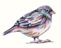 Sparrow bird pencils drawing illustration on white background.