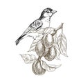 Sparrow bird hand drawn in vintage style with fruit branch. Spring bird sitting on plum branches. Linear engraved art