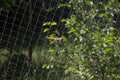 A Sparrow bird hangs on a net and looks straight at you.