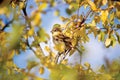 Sparrow bird Passer P. domesticus detailed closeup, autumn tree hideout, yellow leaves, sunny blue sky, gentle bokeh background